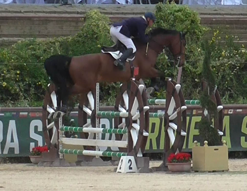 Jumping Horses For Sale